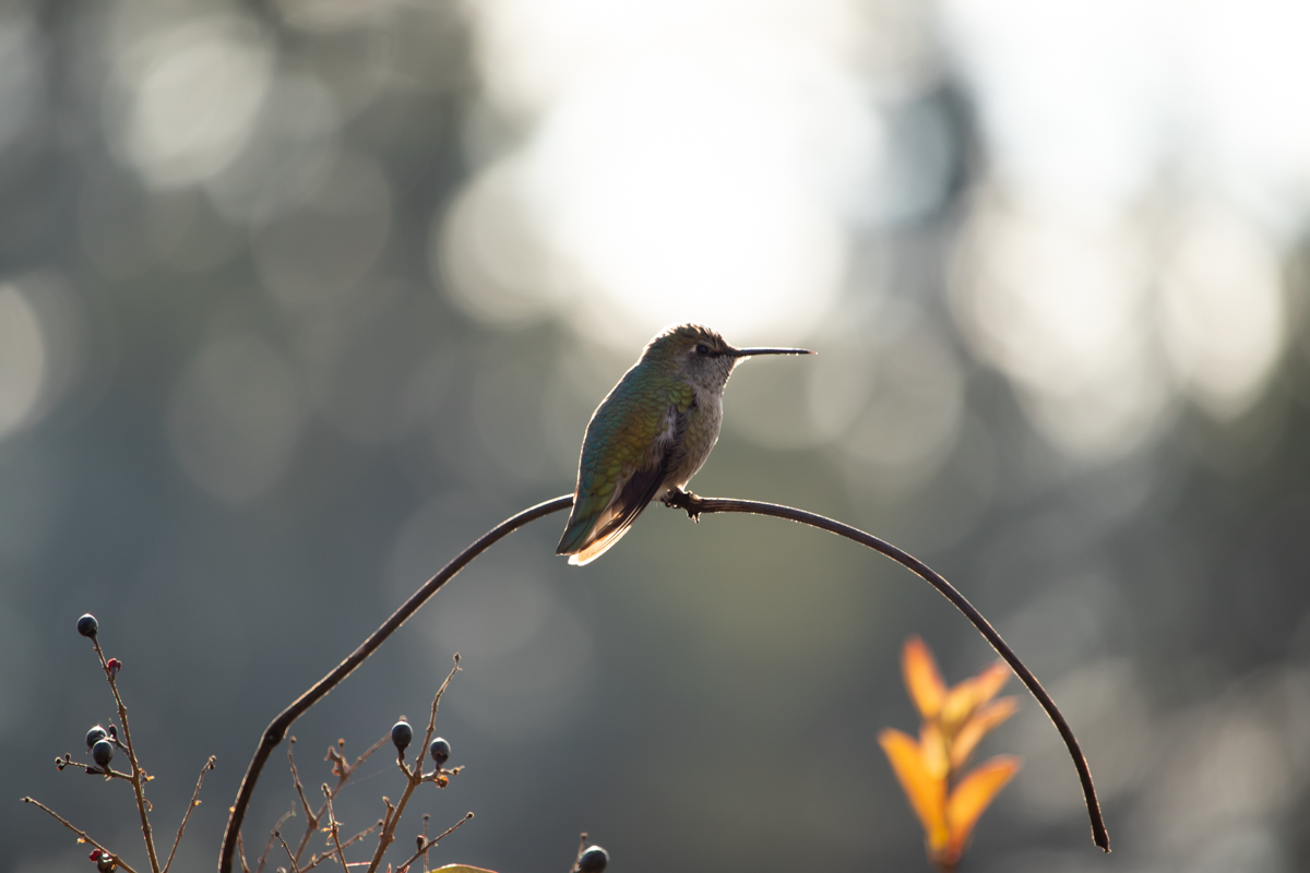 Backyard Hummingbirds, January 2021